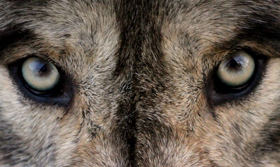 Is your patent attorney building a straw shack when you need a brick fortress?